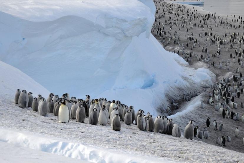 Buzlar eriyince Antarktika'daki imparator penguen nüfusu yüzde 22 azaldı
