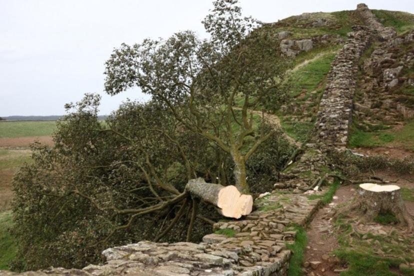 İngiltere'nin simge ağacı: Sycamore Gap'ı kesenlere hapis cezası